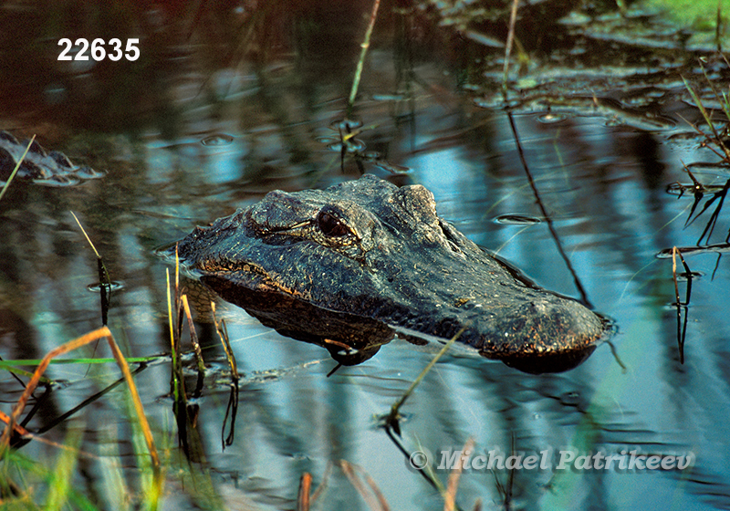 American Alligator (Alligator mississippiensis)